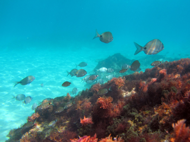 Meerbrassen verschiedener Arten schwimmen häufig zusammen über Seegraswiesen oder mit Algen bewachsenen Felsen an der Algarveküste | Foto: Carolin Müller, ZMT