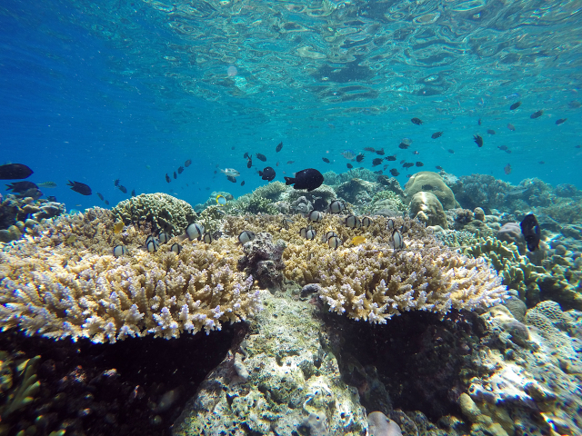 Coral reef off North Sulawesi (Photo: Sebastian Ferse, ZMT)
