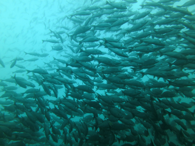 Grunzer (Microlepidotus brevipinnis) im tropischen Ostpazifik vor der Küste Costa Ricas | Foto: Ines Stuhldreier, Leibniz-Zentrum für Marine Tropenforschung  (ZMT)