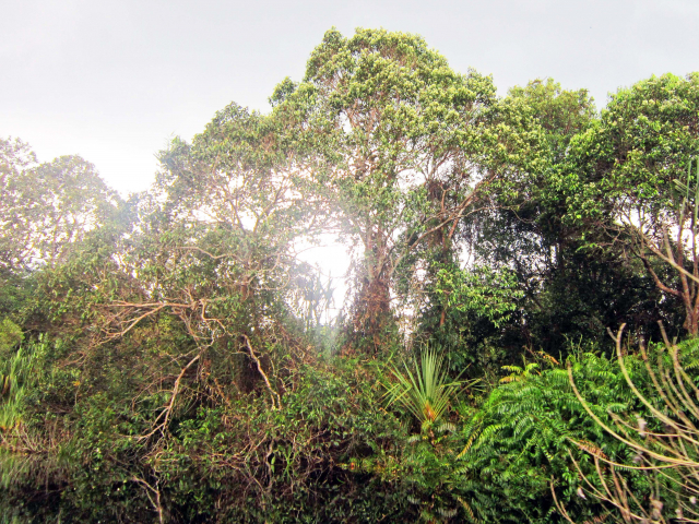 Unberührter Torfsumpfwald auf der Halbinsel Kampar, Sumatra (Foto: Anggi Hapsari, Universität Göttingen)