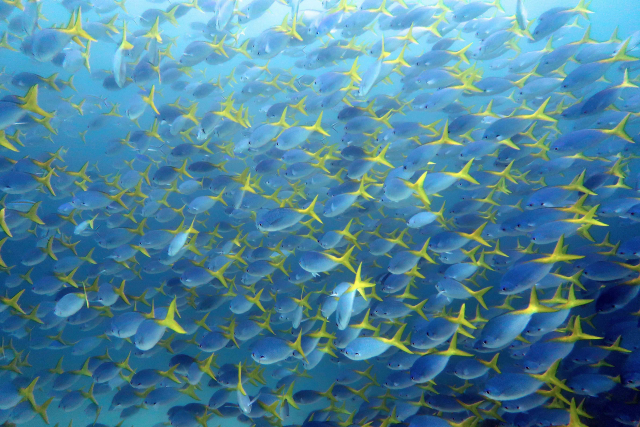 Hundreds of fusiliers (Caesio) form a school here off Raja Ampat, Indonesia | Photo: Sonia Bejarano, ZMT