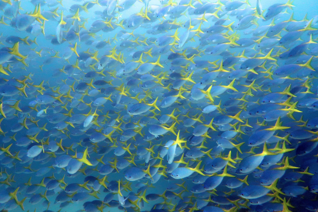 Hunderte von Füsilieren (Caesio) bilden hier einen Schwarm vor Raja Ampat, Indonesien | Foto: Sonia Bejarano, ZMT