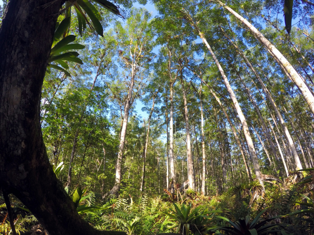 Mangroves of the Panama Bight | Photo: Gustavo Castellanos, ZMT