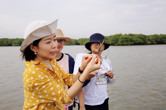 Comparing the key characteristics to identify each seagrass species | Photo: Chunxia Jiang, Hainan University