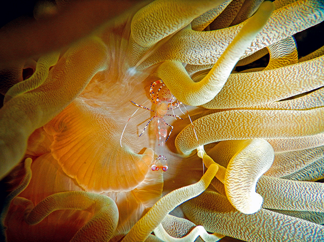 Shrimp in a sea anemone, Curaçao (Photo: Lisa Röpke, ZMT)