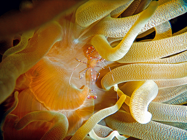 Partnergarnele auf einer Seeanemone, Curaçao (Foto: Lisa Röpke, ZMT)