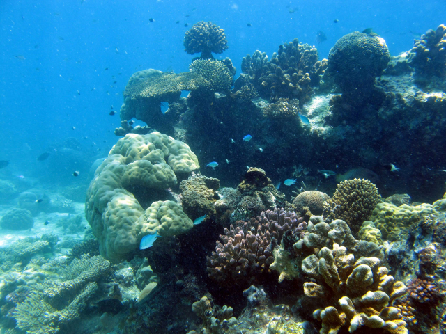 Korallenriff in Sansibar (WIO Region) | Foto: A. Kubicek, ZMT