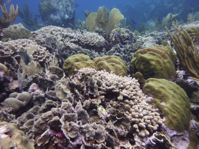 Coral near Curacao | Photo: Fleur van Duyl, NIOZ