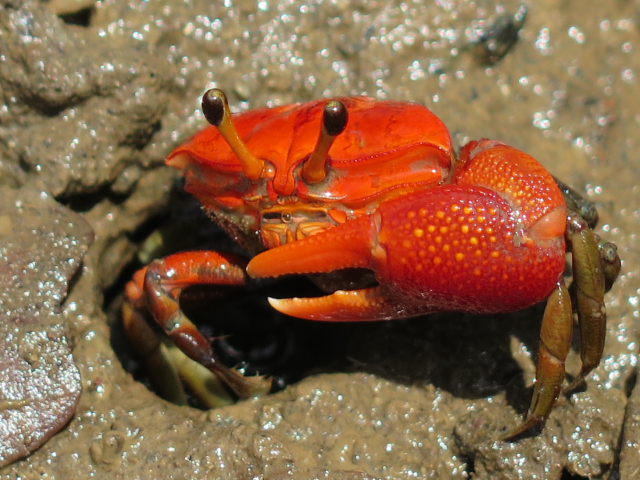 Krabben, wie diese Winkerkrabbe in Indonesien, sind unter den häufigsten Bewohnern der Mangroven zu finden | Foto: Inga Nordhaus, ZMT