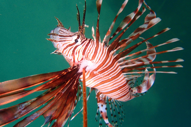 Invasive marine species such as the lionfish are a major problem around the world and one of the main drivers of species extinction. An invasion of lionfish can lead to multiple socio-economic and environmental impacts | Photo: Marcelo Soares, ZMT