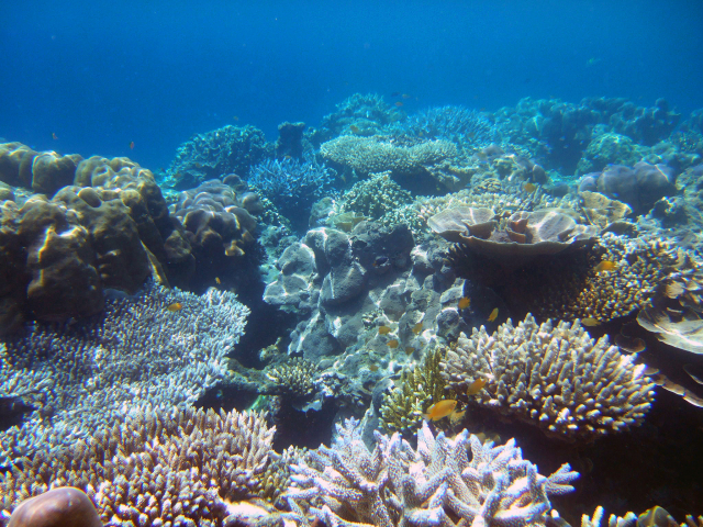 Coral reef off Thailand  | Photo: Yvonne Sawall, ZMT