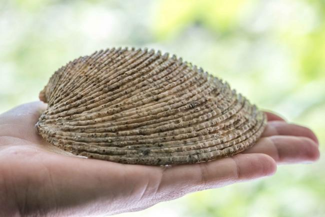 Muscheln als Klimaarchive