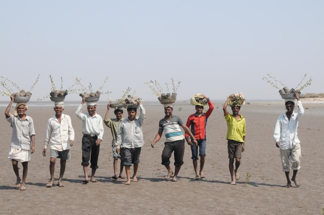 Mangrovens reforestation project in India | Photo: Ulrich Saint-Paul