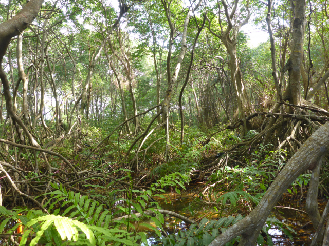 Overall, researchers estimate that between four and 20 billion tons of carbon are stored in the tidal forests.  | Photo: Martin Zimmer, ZMT