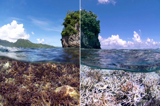 Coral bleaching in American Samoa in the Pacific.  | Photo: The Ocean Agency / www.ICRS2020.de