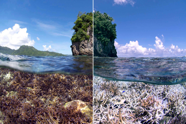 Coral bleaching in American Samoa in the Pacific. | Photo: The Ocean Agency / www.ICRS2020.de