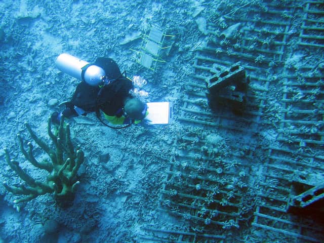 Sebstian Ferse bei seiner Arbeit in den Riffen Sulawesis (Foto: Sascha Romatzki, ZMT)