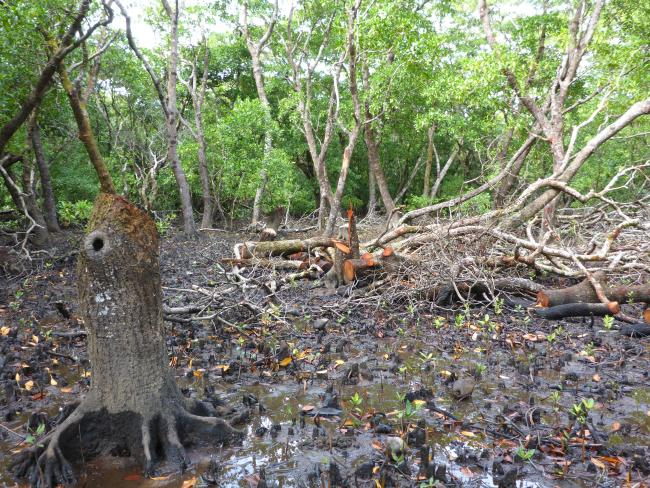 Holzschlag in Mangrovenwälder in Fidschi | Foto: Martin Zimmer