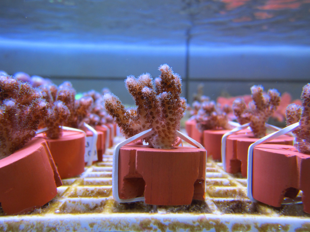 Coral fragments | Photo: Andreas Kunzmann, ZMT