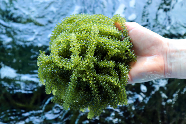 Sea grapes | Photo: Lara Stuthmann, ZMT