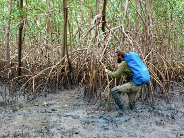 Deep mud layers make walking in a mangrove difficult, here in Brazil | Photo: Martin Zimmer, ZMT