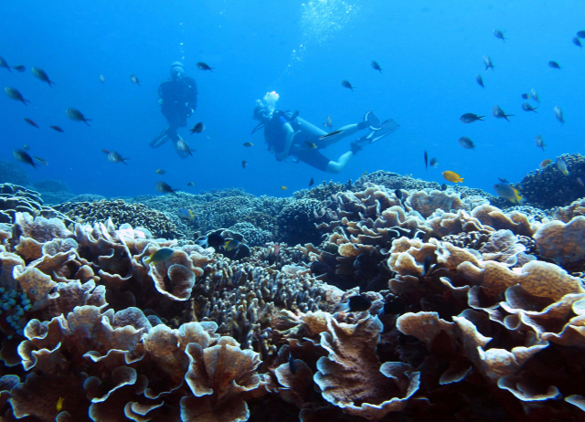 Riffe vor Lombok, Indonesien | Pia Kegler