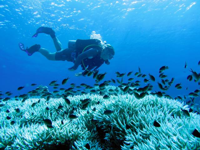 Bleached staghorn corals in the Red Sea | Foto: Claudia Pogoreutz, ZMT