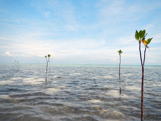 Mangrove seedlings in Pulau, Indonesia | Photo: André Wizemann