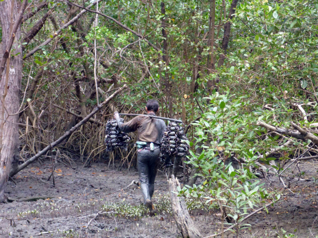 Krabbenfischer in der Mangrove bei Braganca, Brasilien | Foto: Martin Zimmer, ZMT