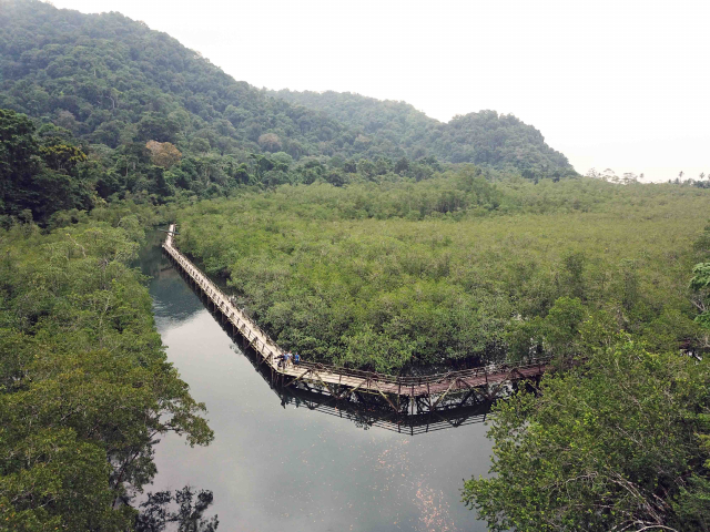 Mangove forest from the point of view of a drone | Photo: Gustavo Castellanos-Galindo