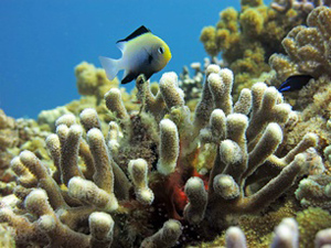 Red Sea dascyllus among the branches of a Stylophora coral (Photo: Nur Garcia, ZMT)