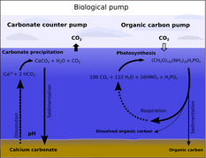 biological pump