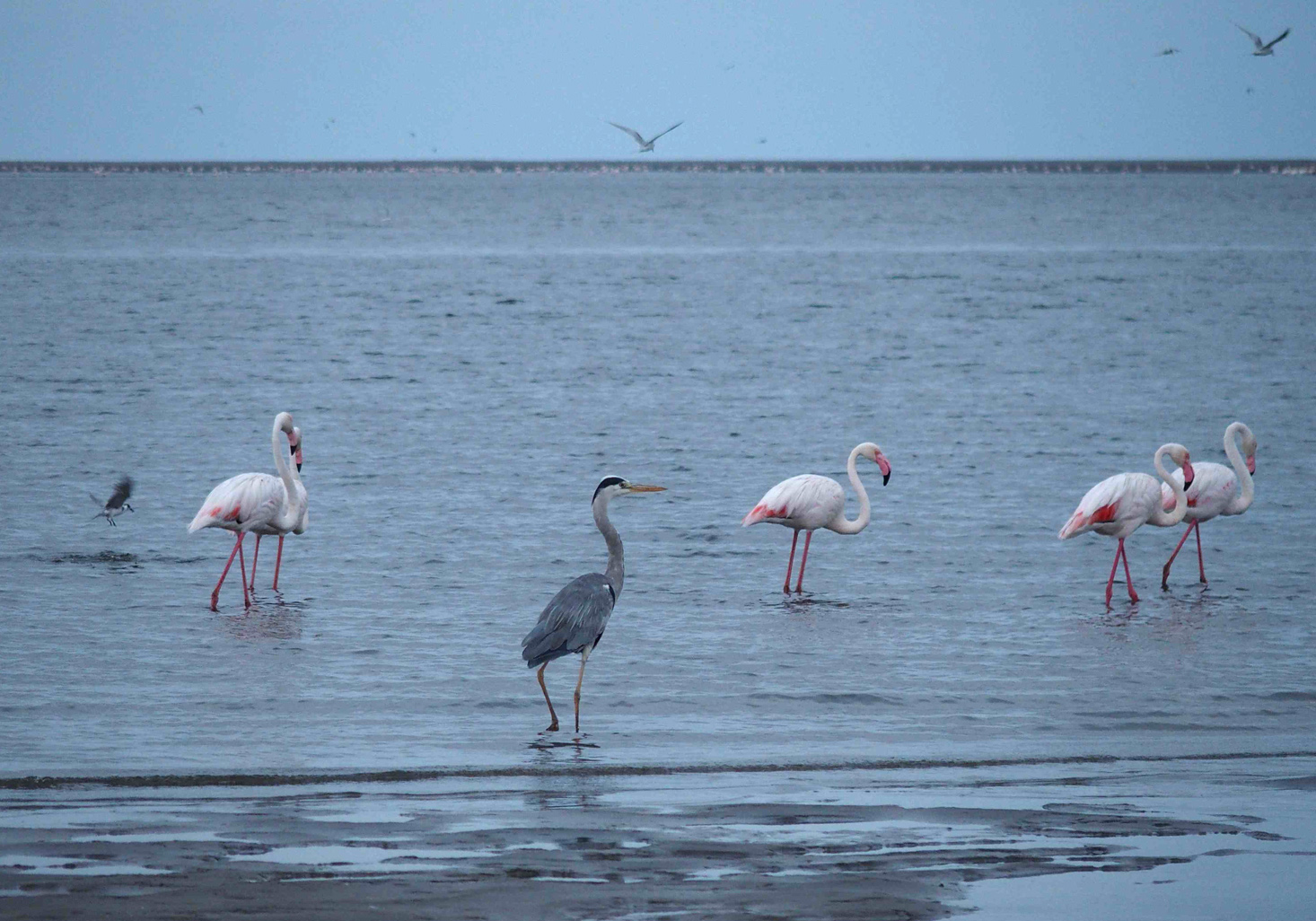 Walvis Bay