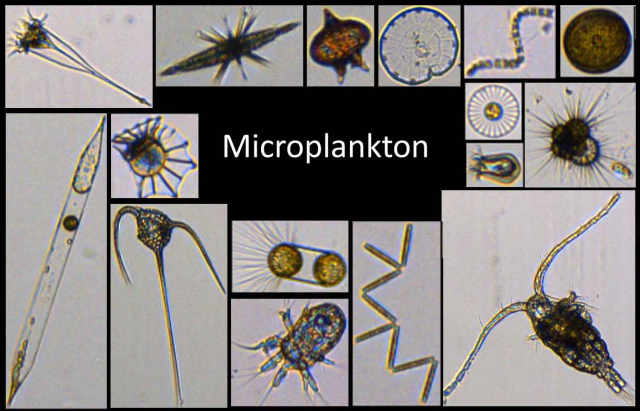 Phytoplankton FS Sonne web