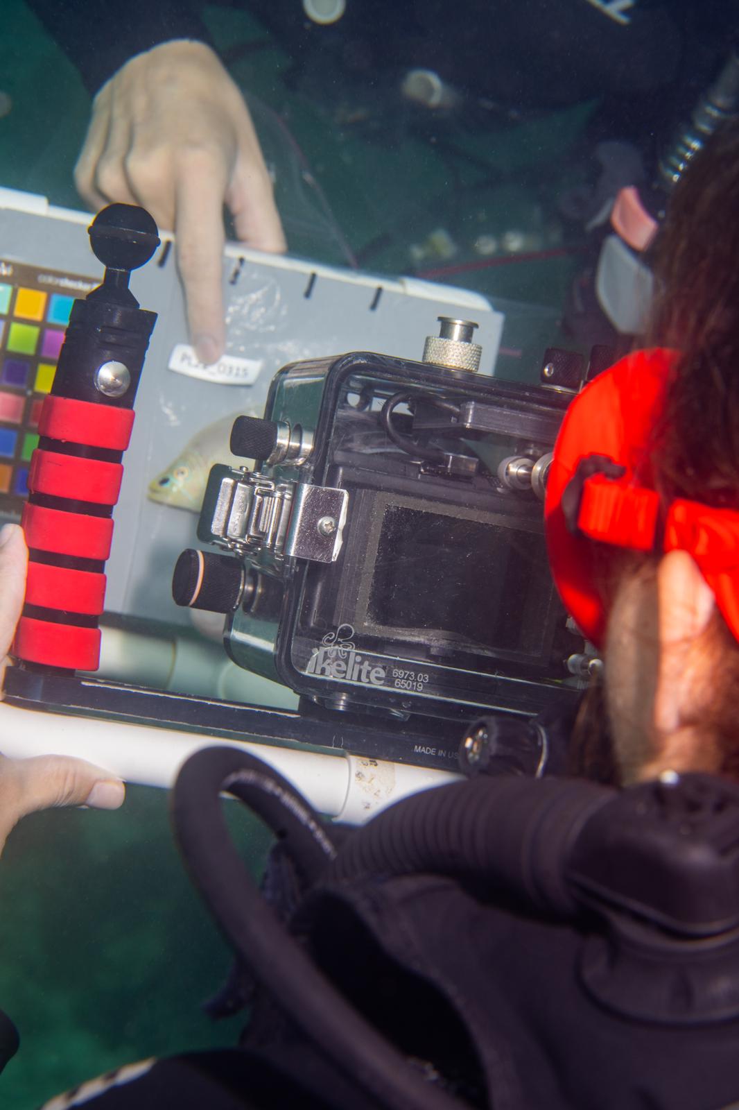 Butter hamlet Floriane Coulmance Close up of the underwater photo setup and work