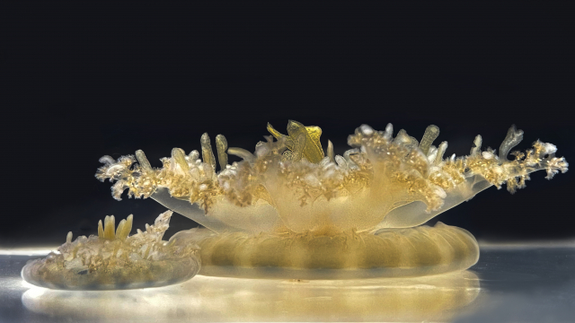 Upside-down jellyfish (Cassiopeia medusa)