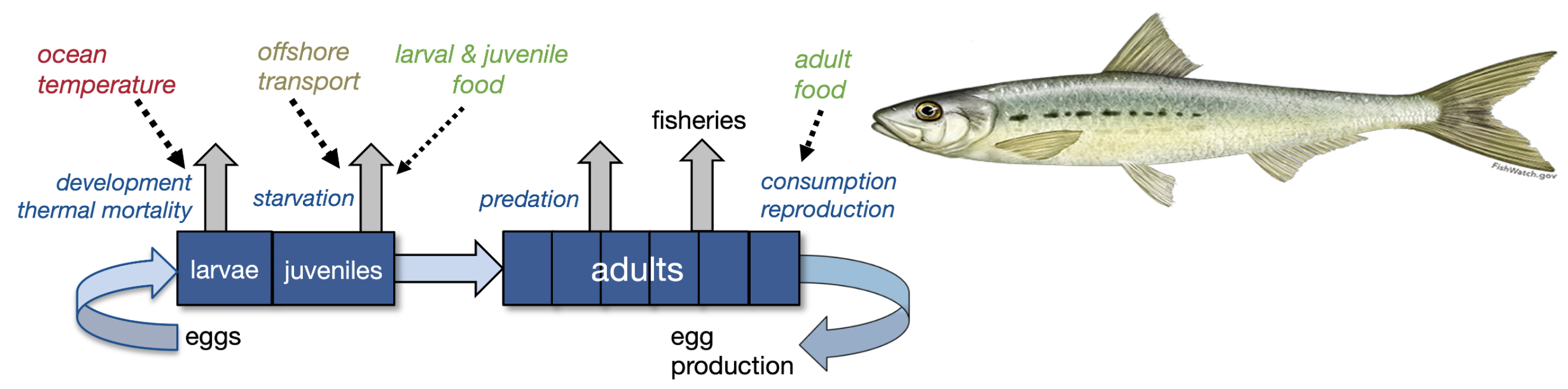 • Process-based life-cycle model of small pelagic fish, predators, fisheries, and environmental interactions in the California Current.