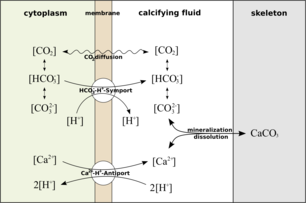 Processes model coral polyp calcification