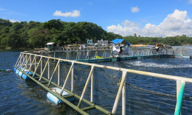 Milkfish aquaculture Bolinao Philippines. 