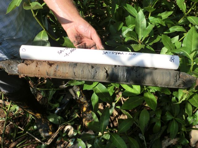 Blue Carbon sediment core from the kern Segara Anakan lagoon at the southern coast of Central Java | Photo: Tim Jennerjahn