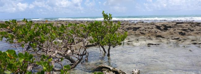 ExManCoast combines field studies and laboratory experiments to investigate how the coastal vegetation and the associated benthic fauna of two contrasting mangrove areas in Northern Brazil – one with high sediment load and essentially no subtidal vegetation, one with adjacent seagrass beds and reefs – drive the dynamics of nutrients and organic matter within the coastal ecotone. | Foto: Martin Zimmer, ZMT