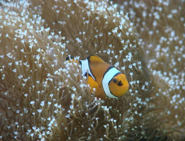 Clownfish reared at ZMT