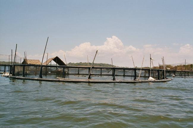 Aquakultur in den Philippinen