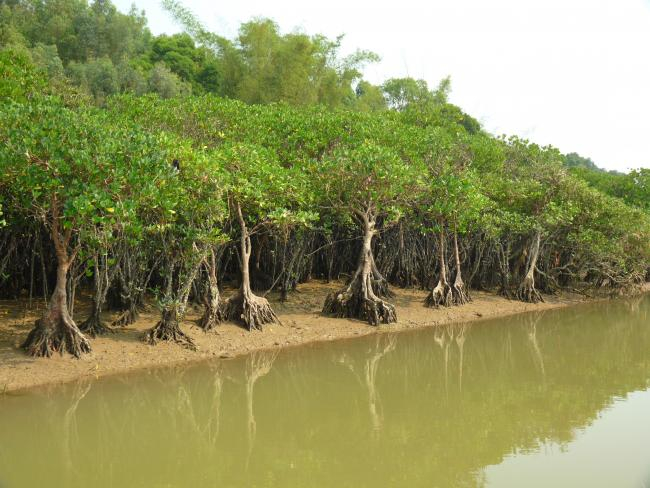 Mangroves in Beibu, China | Photo: Daniel Kaiser