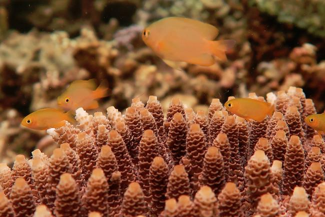 Lemon damselfish and acropora | Photo: Daniel Ortiz, ZMT