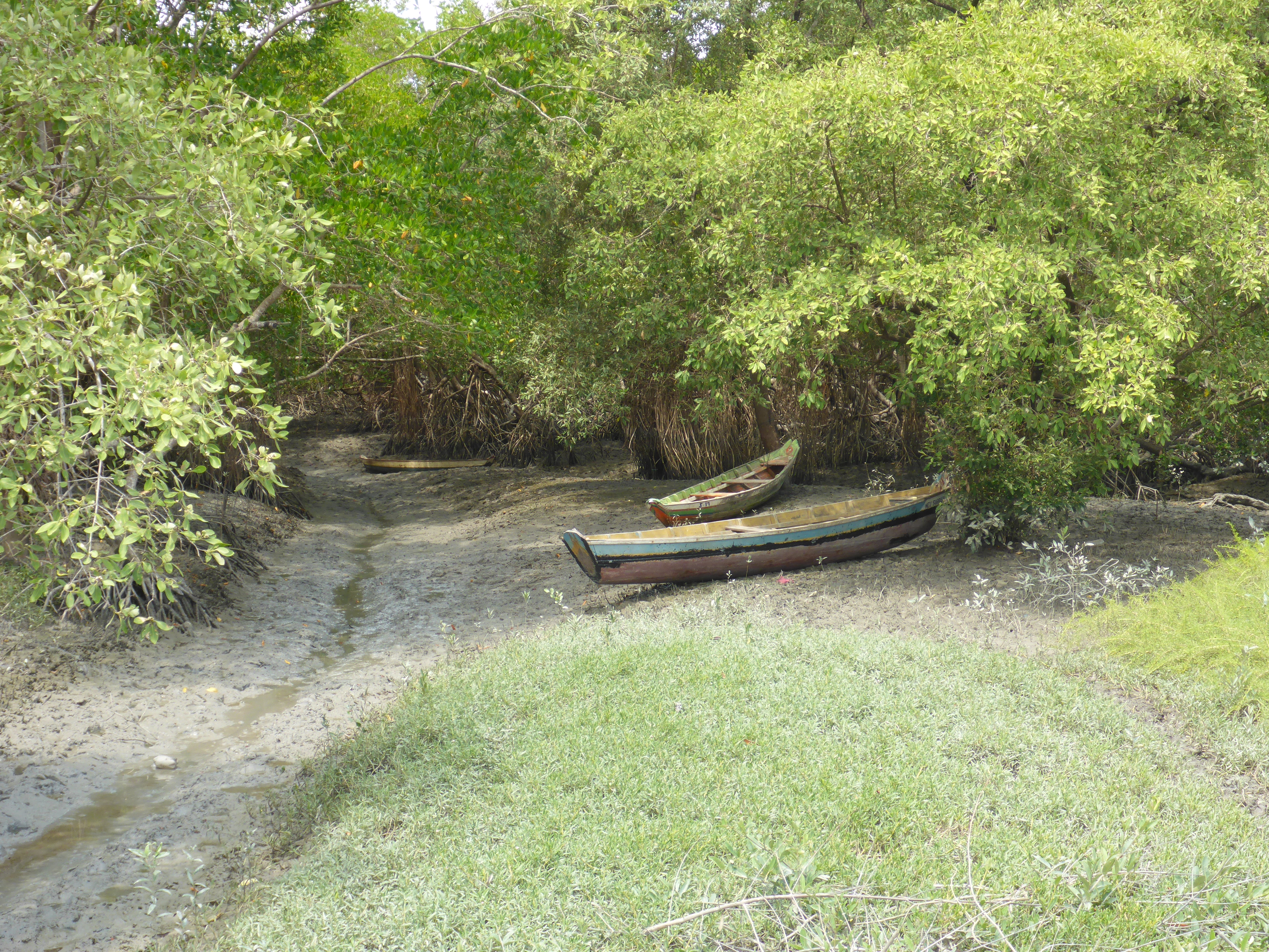 Forschungsprojekt Research Mangroves Brazil Disemination