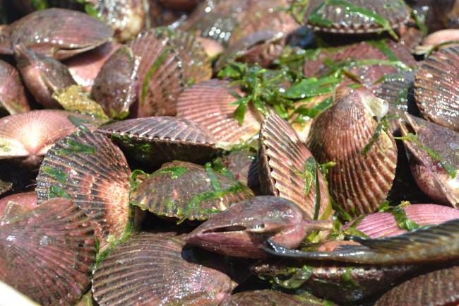 Scallops, Peru