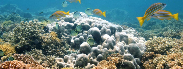 Focusing on the Tropical Eastern Pacific (TEP), this project will be the first to assess how ocean warming shapes reef fish abundance and functional diversity. | Photo: Fernando Zapata