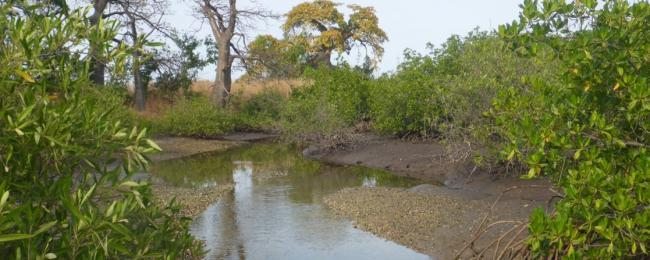 Mangrove-sea interactions, including mud flats, seagrass beds and reefs, have been increasingly studied over the last years, also by ZMT. The terrestrial extension of mangroves into salt marshes, salt flats or even terrestrial savannahs and forests, however, has thus far been largely neglected. | Photo: Martin Zimmer, ZMT