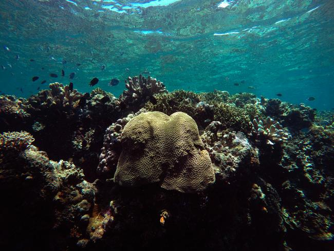 Coral reef in the Bunaken nature reserve in Indonesia | Photo: Daniel Ortiz